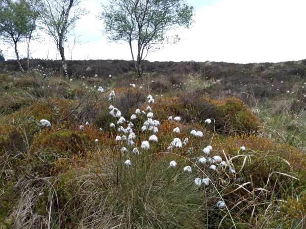 Heathland with mounds of moss, blaeberry and cotton grass with heather and birch trees in the background