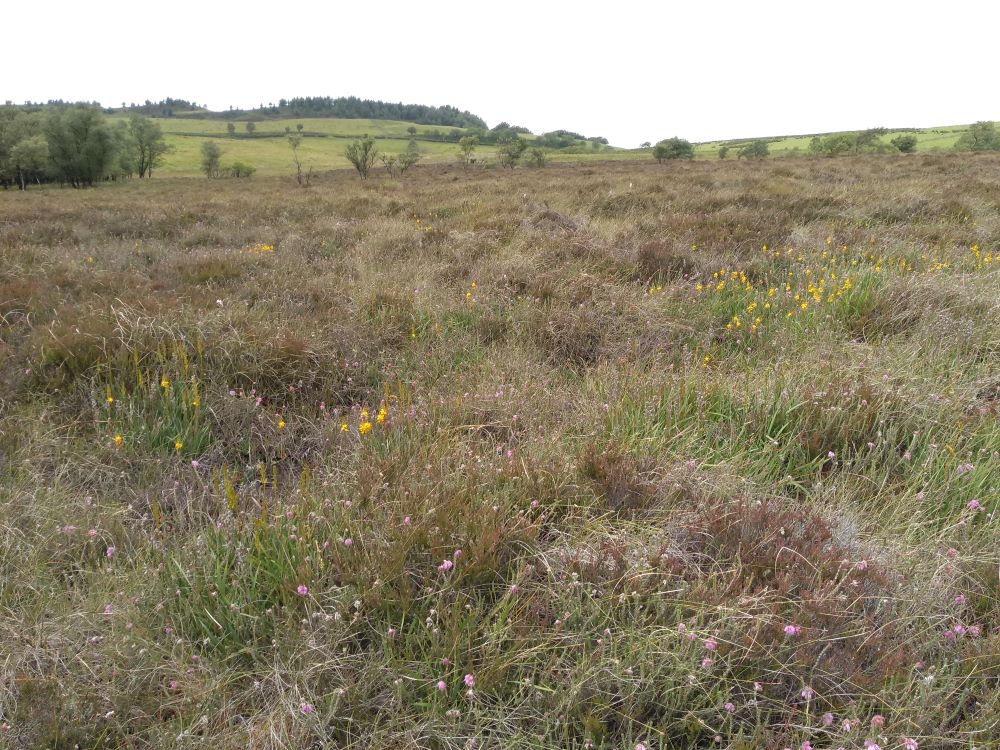 Bog with clumps of flowering yellow Bog Asphodel and pink Cross-leaved Heath in foreground and grassy hill with trees in background