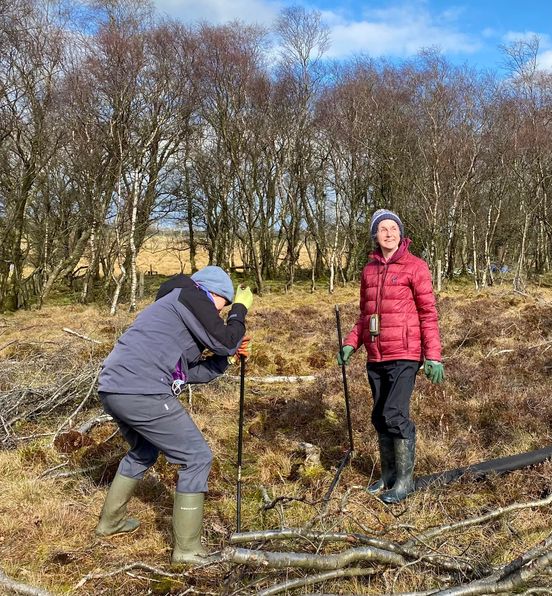 Two people with narrow measuring poles stuck into the bog and cut up birch trunk and branches scattered on the ground