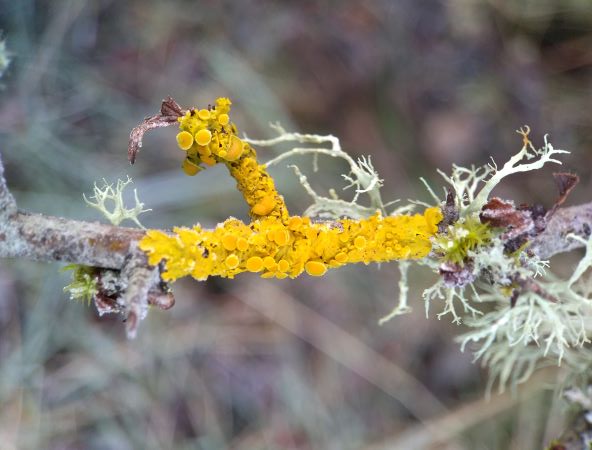 Thin twig covered mostly in a yellow crust-like lichen with circular discs and a few strands of a greyish bushy lichen at the end