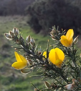3 gorse flowers on a couple of spiny branches with frosty grassland in background