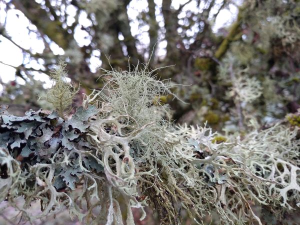 twig covered in a variety of greyish lichens including an upright bushy one, hanging bushy ones and some foliose ones around the twig