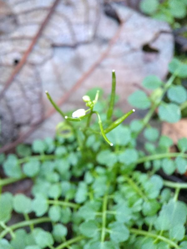 Two small white flower buds at the top of a flowering stem with seed pods lower down which extend upwards. Mass of pinnate leaves below.
