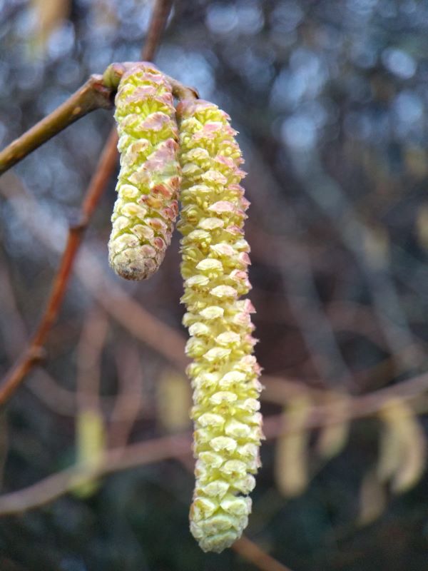 Two yellow hazel catkins opened out with anthers showing
