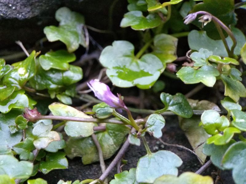 Purple flower in centre surrounded by ivy-shaped leaves