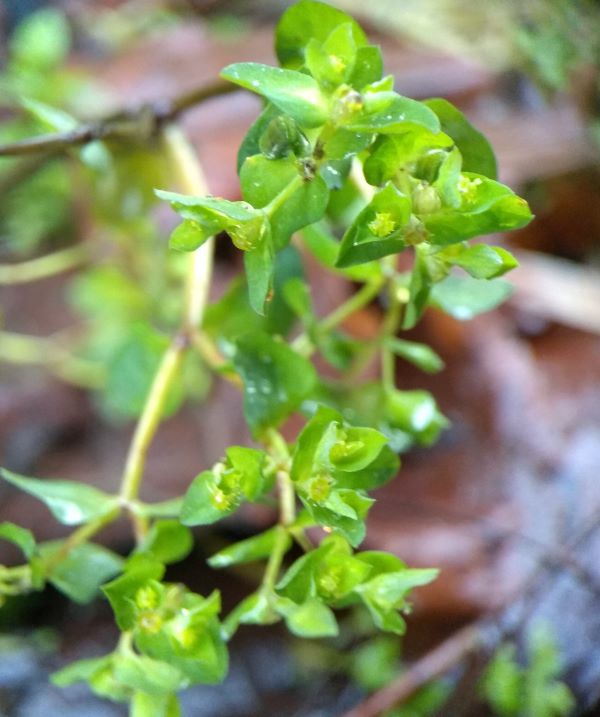 Bright green leaves and bracts surrounding tiny yellow flowers