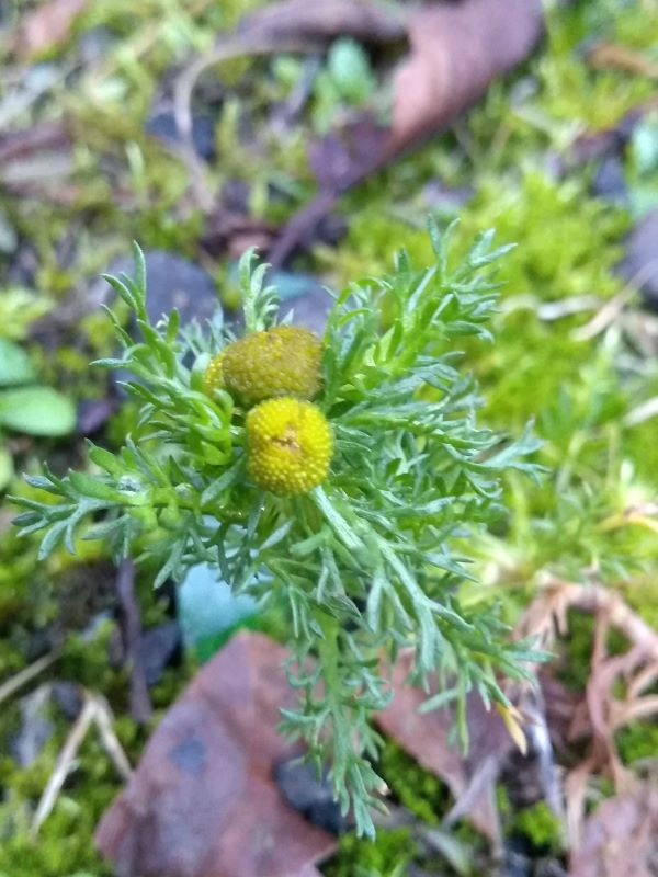 Yellow flower heads surrounded by finely divided leaves