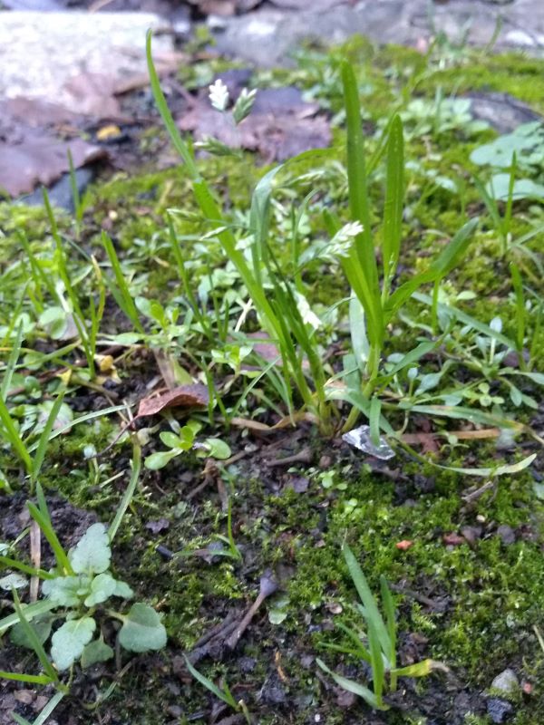Mossy, 'weedy' pavement with a flowering grass growing in the centre