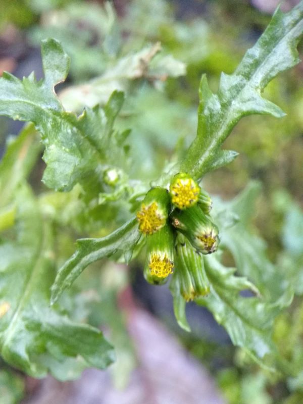 Four yellow flower buds with jagged edged leaves behind