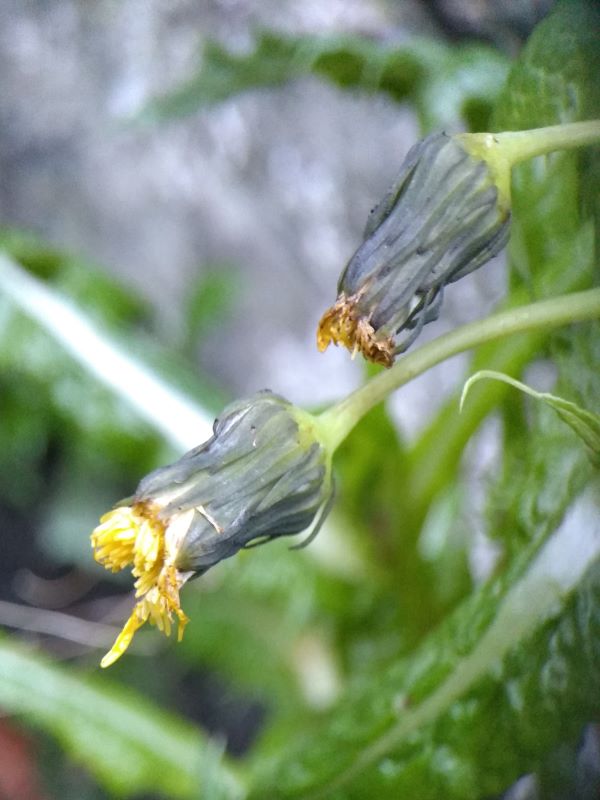Two flower buds, one with yellow petals emerging and the other the petals have wilted