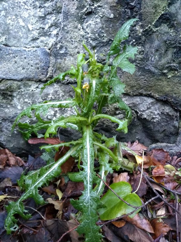 Tall and leggy, prickly plant with a yellow flower at the top