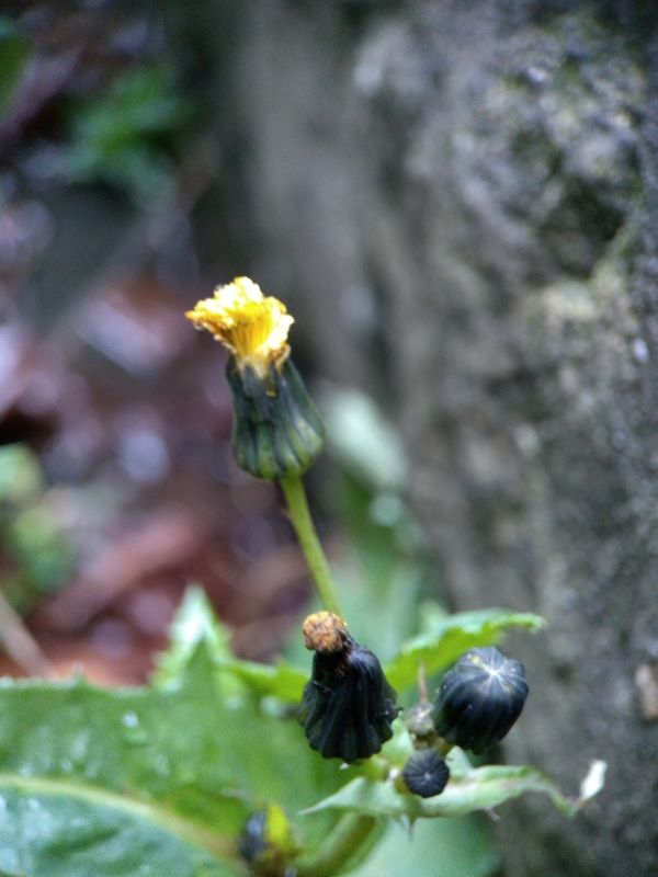 Three flower buds, one closed, one spent and the other with yellow petals emerging at the top