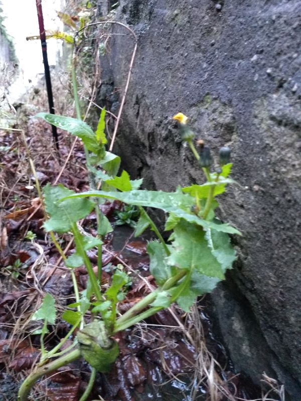 Leggy glaucous leaved plant with a yellow flower growing at the base of a wall