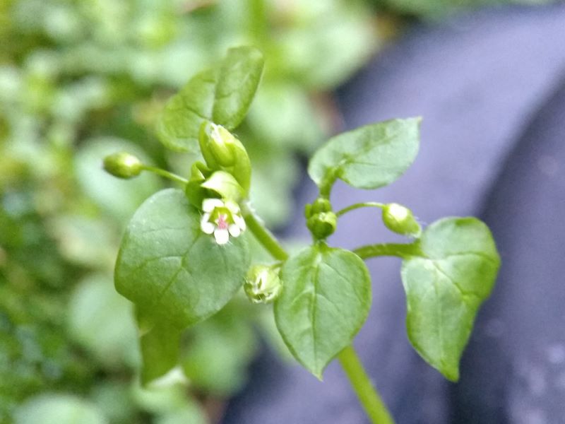 Bright green leaves with flower buds in axils and one open white flower showing petals and anthers
