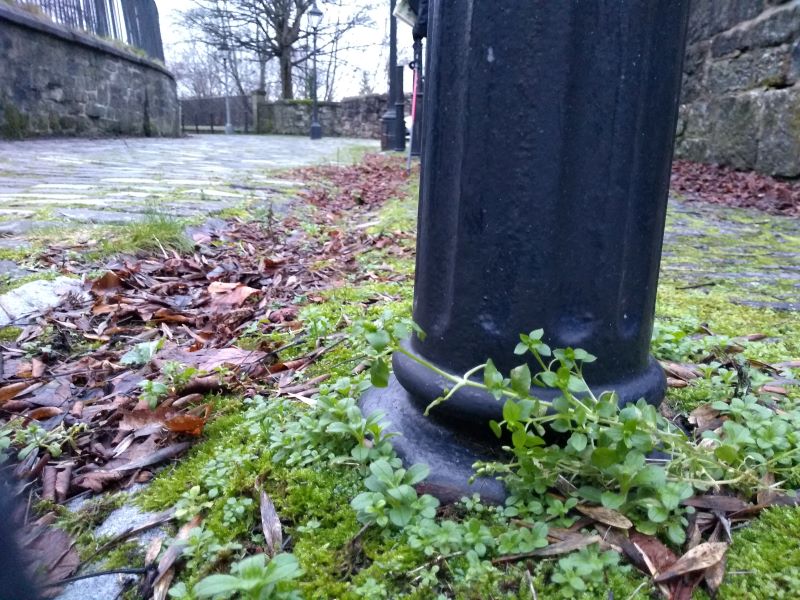 Mass of weeds, moss and dead leaves gathered at the base of a black metal bollard in a cobbled lane.