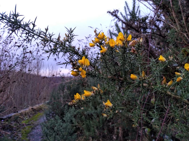 Spiny gorse bush covered with lots of yellow flowers