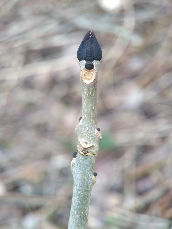 Greenish grey twig with tiny black buds on the sides and one large black pointed bud at the end