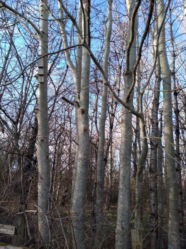 Group of about 10 tall, slender straight trees with pale bark, growing close together.