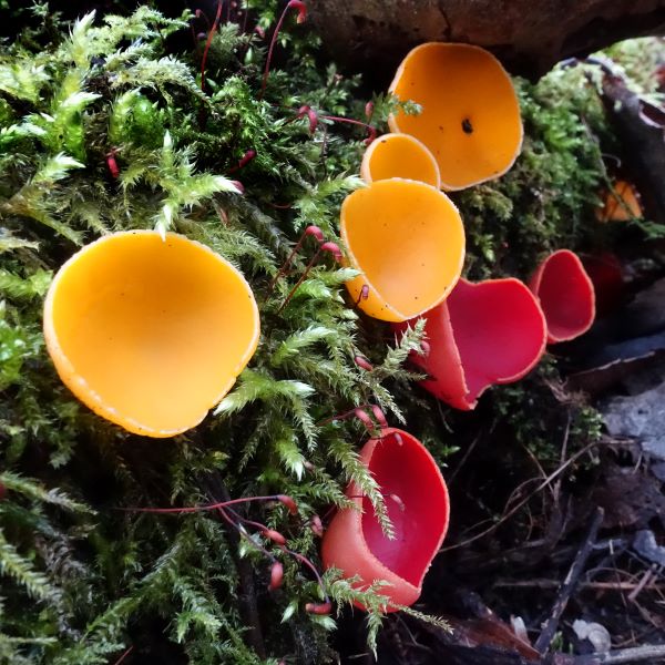 Cluster of 4 yellow cup-shaped fungi and 3 red ones, growing out of a mossy decaying branch
