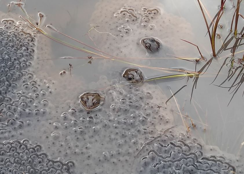 Three frogs heads emerging out of water surrounded by clumps of frog spawn