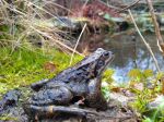 Frog sitting next to a pond