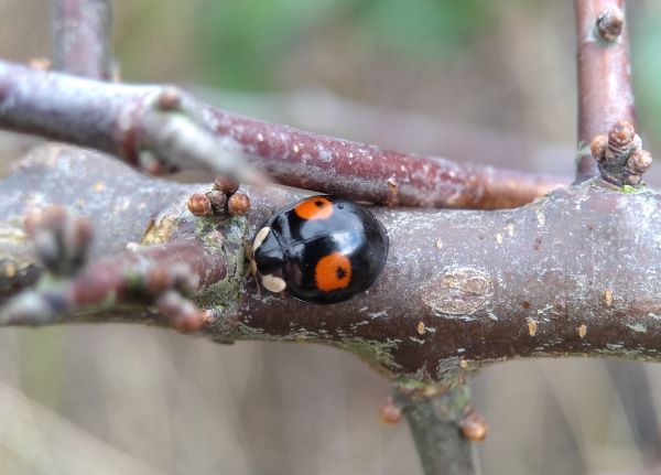 Black beetle with two large red spots on its back, each with a tiny black dot in the centre and white patches on either side of the head