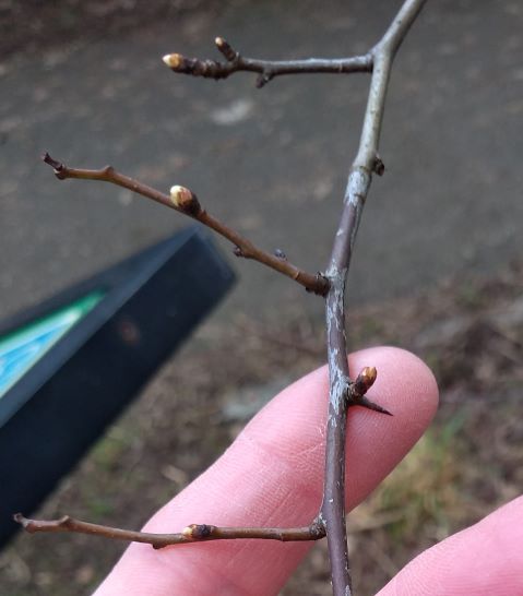 Thin twig with twigs branching off it with tiny buds arranged alternately along its length. A finger underneath the twig is indicating one of the sharp spines