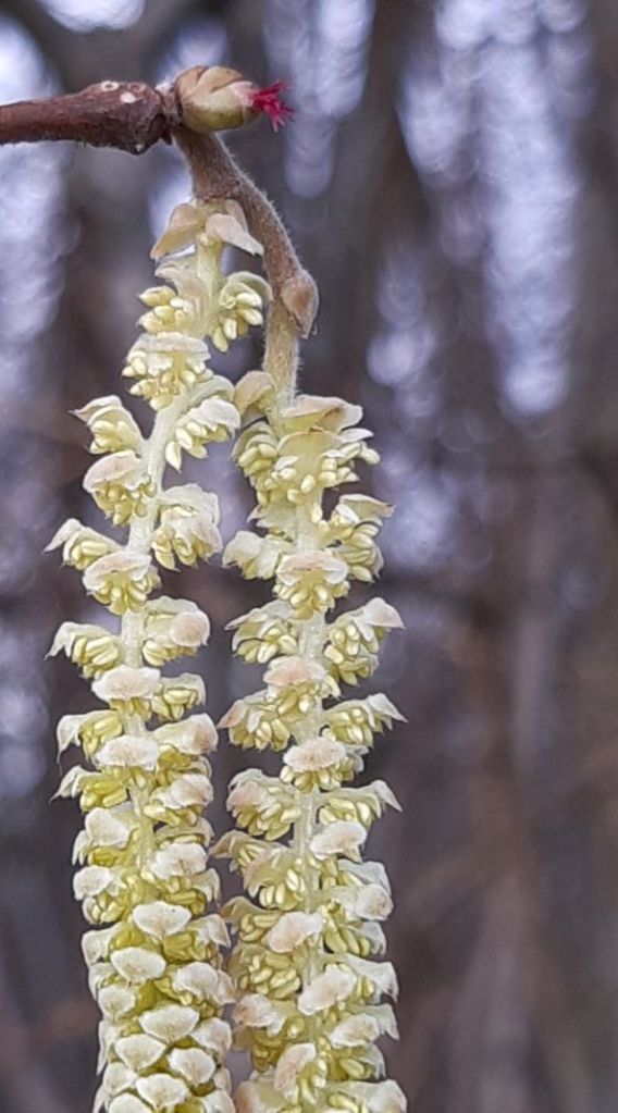 Close-up of two long, drooping, yellow Hazel catkins with anthers exposed and a tiny red female flower above them