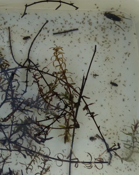 1 large and 2 small water insects in a container with pond plants