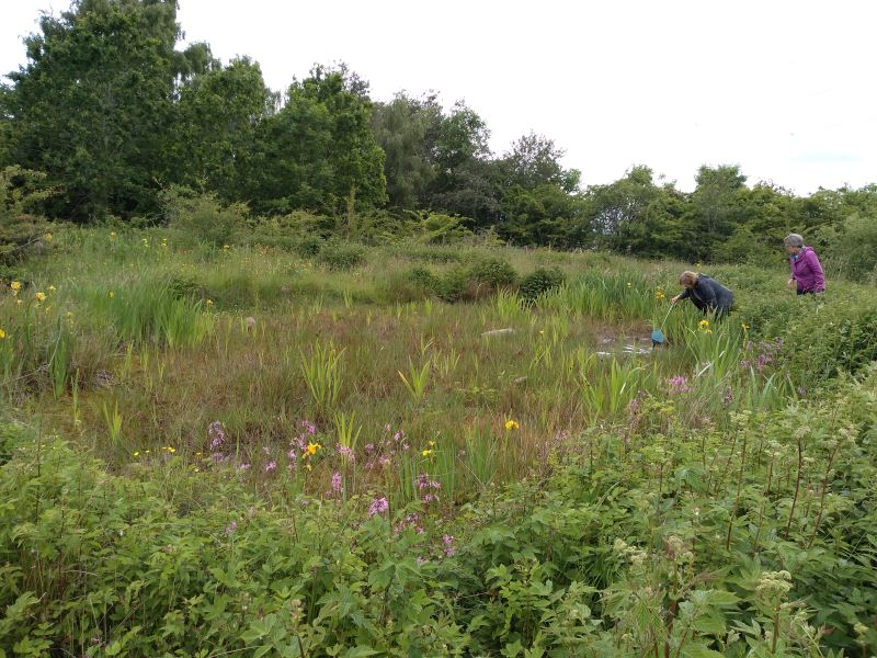 Two people at the far end of a pond full of wild flowers but water level low. One person is dipping a net into a pool of water