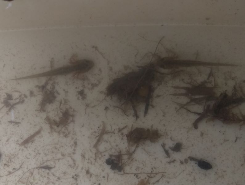 Two small juvenile newts in a container of water with plant debris