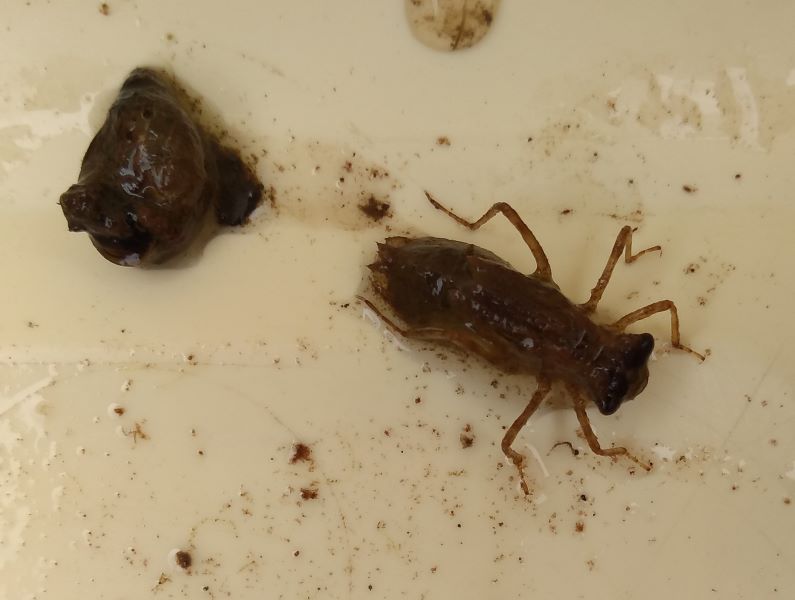 small snail and insect larvae in a container
