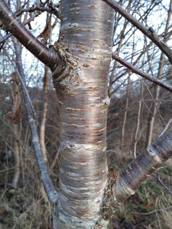 Narrow tree trunk with a purplish metallic sheen and horizontal banding