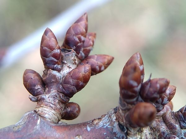 Two clusters of about 8 chestnut coloured buds on the side of a twig