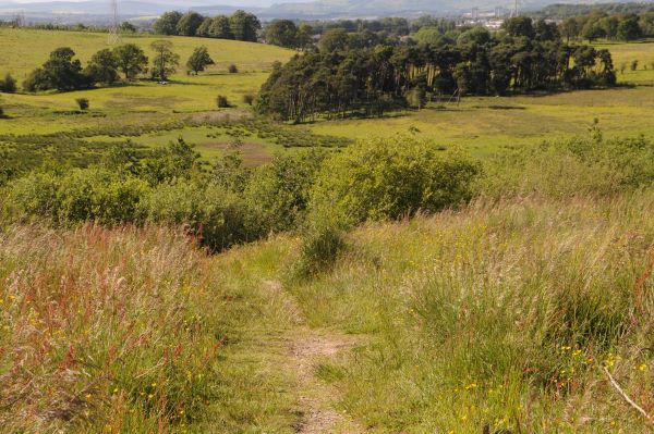 View looking down a grassy path towards woodland