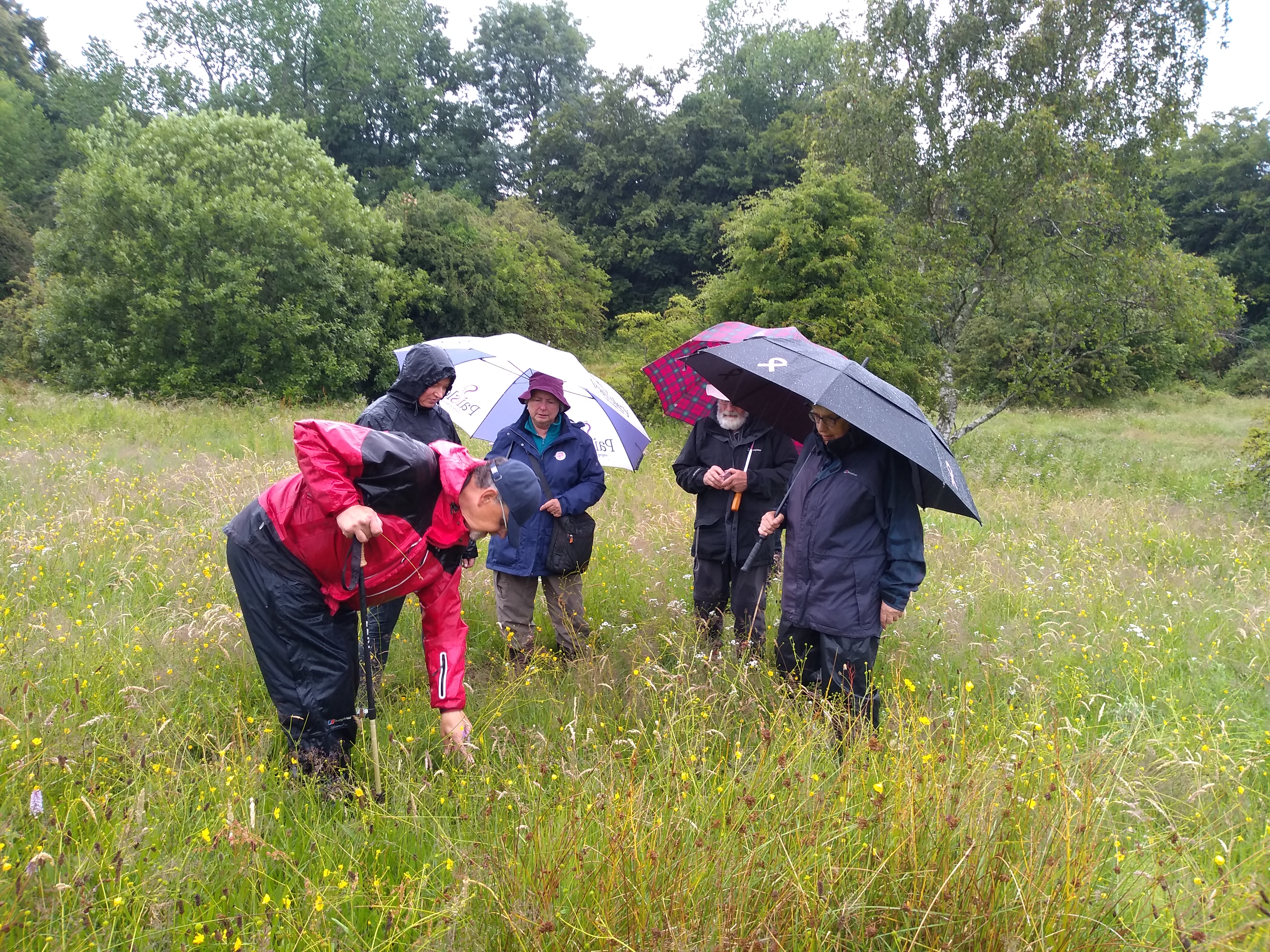 Group of 4 people in waterproofs and holding umbrellas watching as another person in points to a plant in the grass where they are standing.
