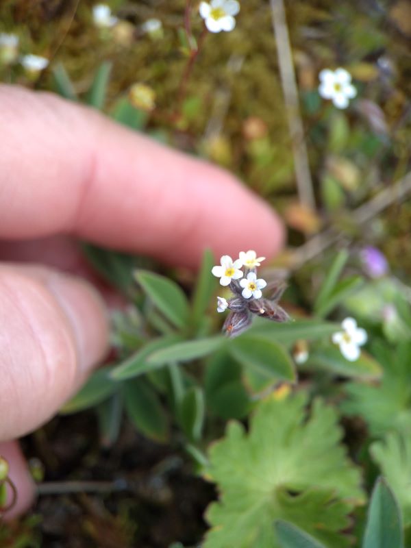 Finger showing pale yellow and blue flowers