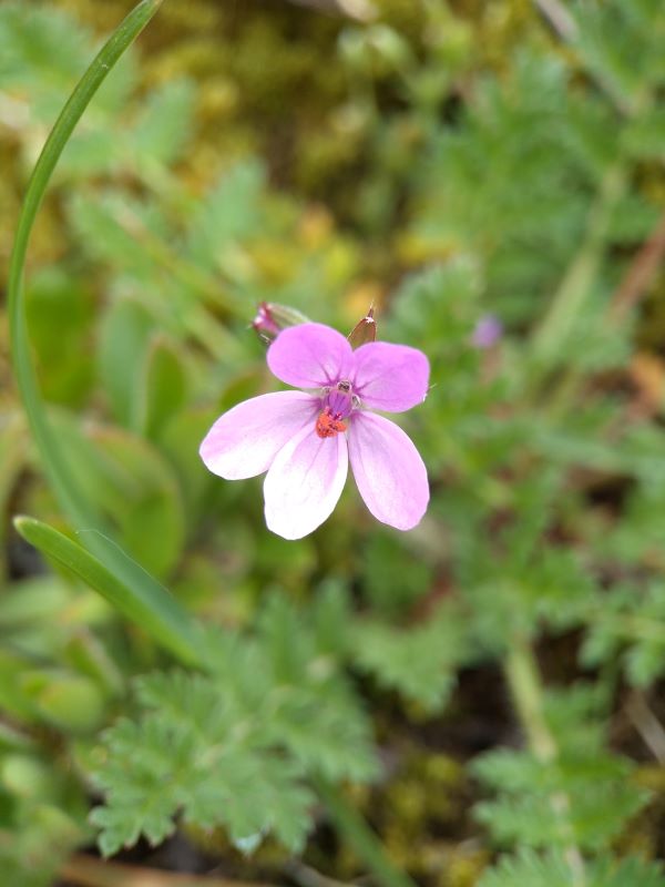 Lilac 5 petalled flower with green leaves in background