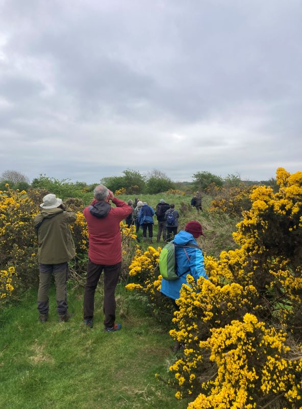 Group of people with binoculars watching birds in amongst gorse scrub