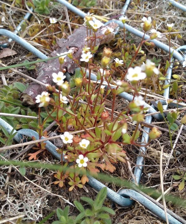 White flowered plant growing through a chain-link fence lying on the ground