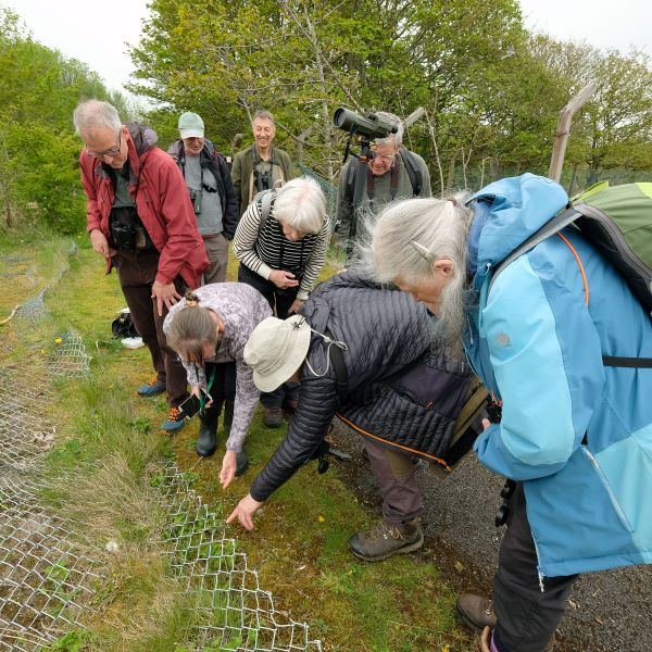 Group of people pointing to plants growing through a chain-link fence lying on the ground.