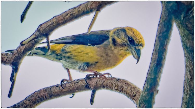 Small yellow and brown bird standing on a branch
