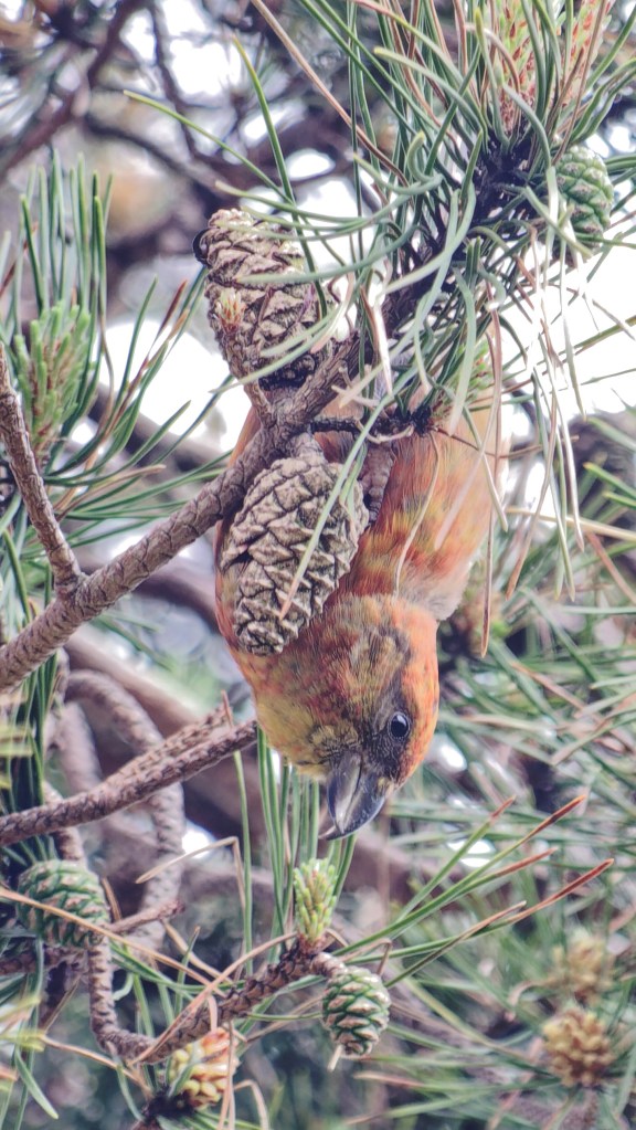 Reddish bird hanging upside down in pine tree feeding on cones