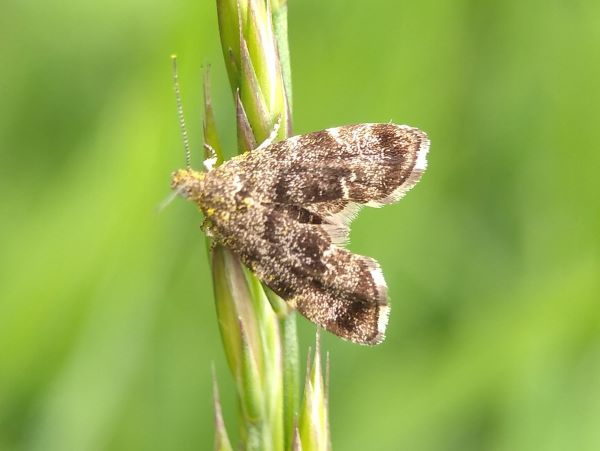 small brown and white moth on a grass flowerhead