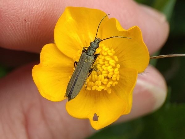 Narrow olive-green beetle on a yellow flower