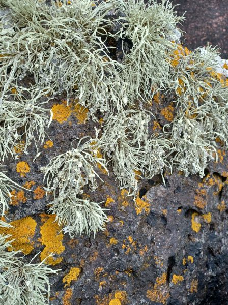 A mixture of greeny grey bushy lichens and bright yellow crustose lichens growing on a rock