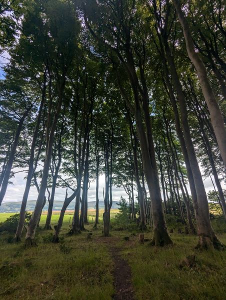 Tall beech trees with narrow trunks crowded together in a plantation.