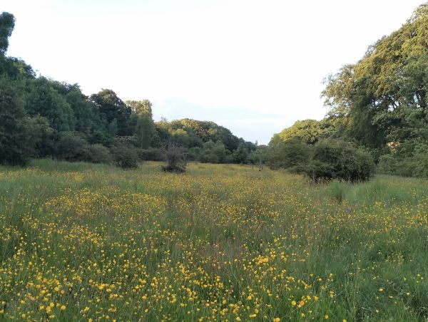 A grassy area full of yellow flowers surrounded by trees