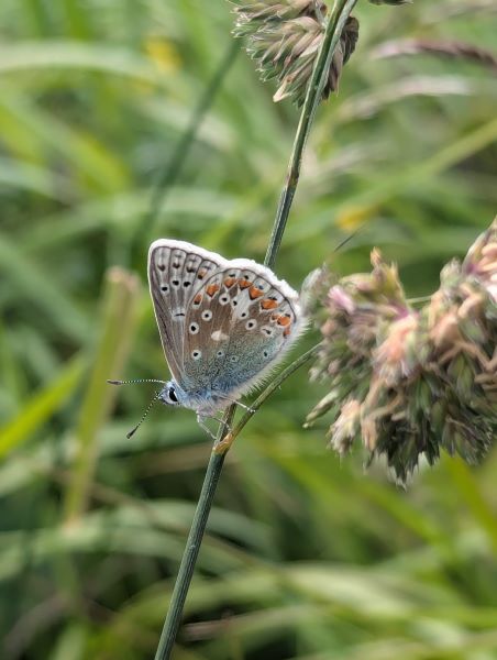 A butterfly on a stalk showing its underwing.