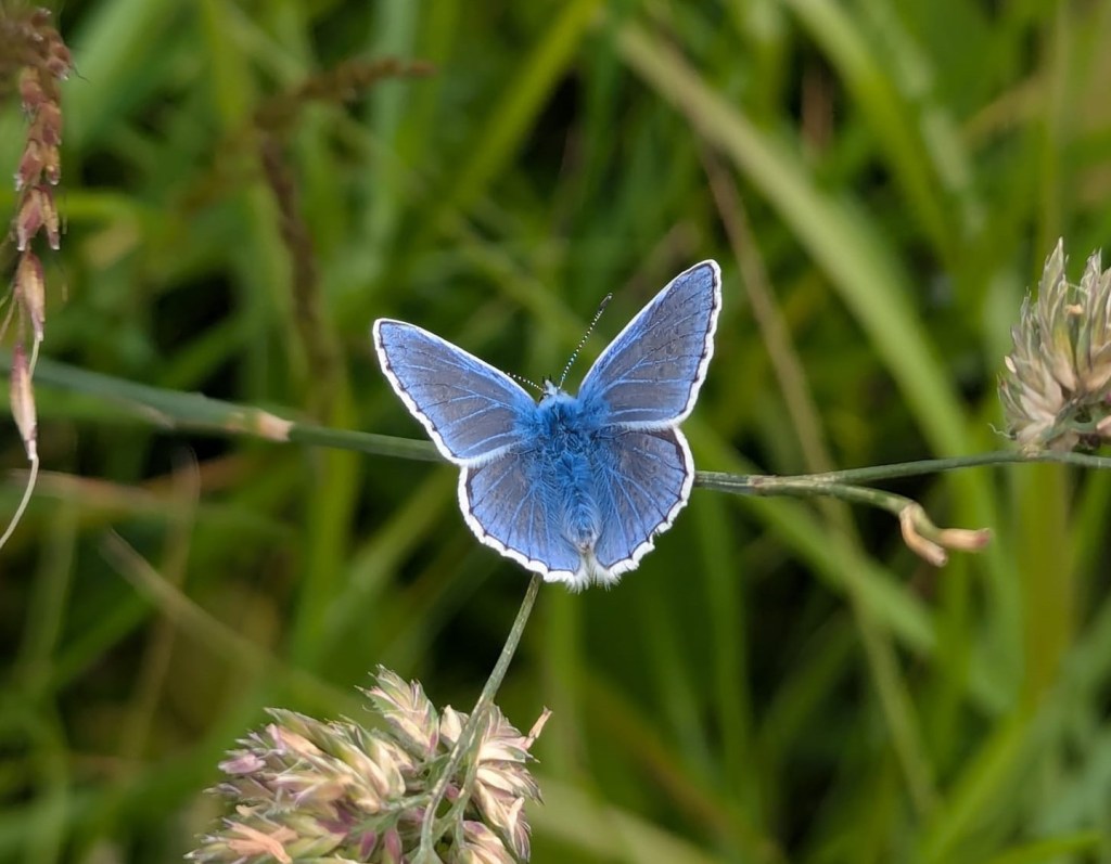 A butterfly on a stalk with its wings open showing the bright blue colour of the upper side of its wings.